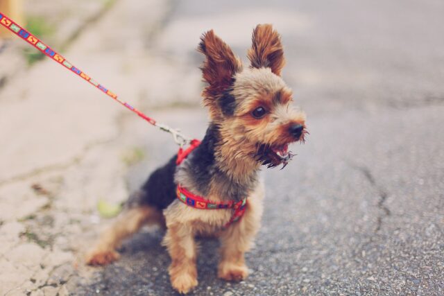 どうして吠えるの 散歩中に犬が吠える原因と対処法 Pic Do For Pets