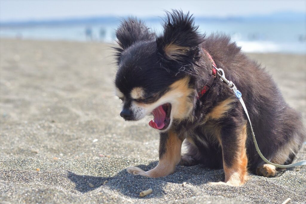 犬はわざとくしゃみをする 犬がくしゃみをする理由 Pic Do For Pets