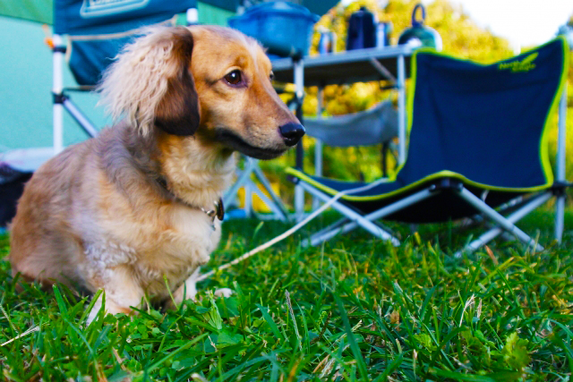 愛犬と一緒に ペットokのグランピング施設 関西 Pic Do For Pets