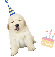 birthday-dog